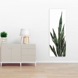 Canvas 16 x 48 - Snake plant