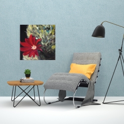 Canvas 24 x 24 - Echinopsis red cactus flower