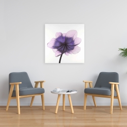 Canvas 24 x 24 - Beautiful anemone purple flower