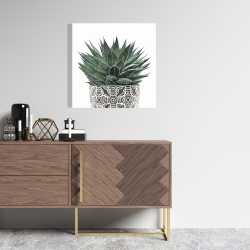Canvas 24 x 24 - Zebra plant succulent