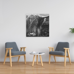 Canvas 24 x 24 - Monochrome portrait highland cow
