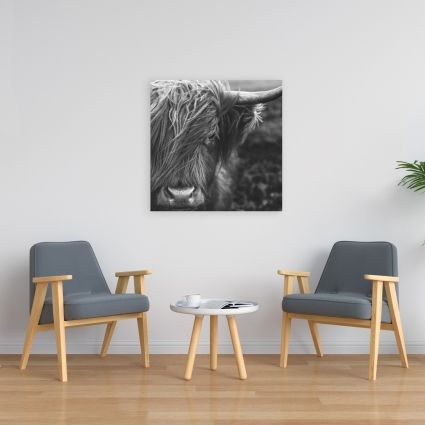 Vache highland monochrome portrait