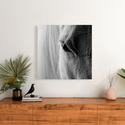 Canvas 24 x 24 - The white horse eye