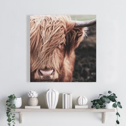 Vache highland désaturée