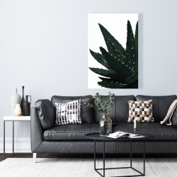 Toile 24 x 36 - Plante aloès