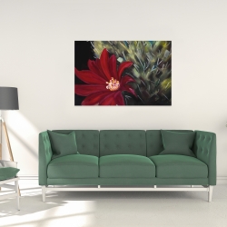Canvas 24 x 36 - Echinopsis red cactus flower