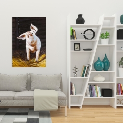 Canvas 24 x 36 - Happy pig