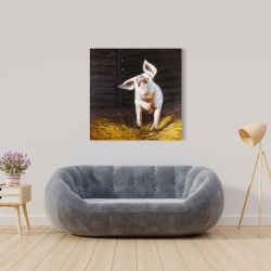 Canvas 36 x 36 - Happy pig
