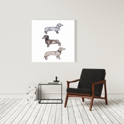 Toile 36 x 36 - Chiens teckel