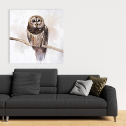 Canvas 36 x 36 - Barred owl
