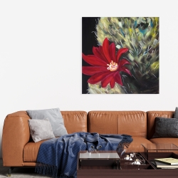 Canvas 36 x 36 - Echinopsis red cactus flower