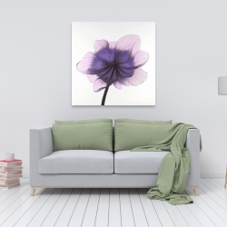 Canvas 36 x 36 - Beautiful anemone purple flower