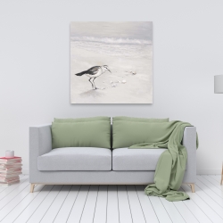 Canvas 36 x 36 - Semipalmated sandpiper