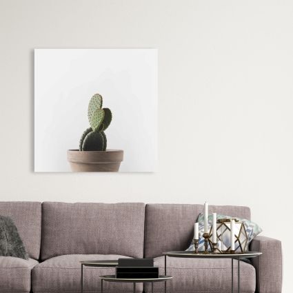 Potted cactus