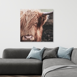 Toile 36 x 36 - Vache highland désaturée