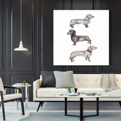 Toile 48 x 48 - Chiens teckel