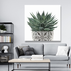 Canvas 48 x 48 - Zebra plant succulent