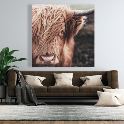 Toile 48 x 48 - Vache highland désaturée