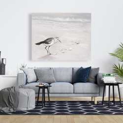 Canvas 48 x 60 - Semipalmated sandpiper