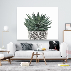 Canvas 48 x 60 - Zebra plant succulent