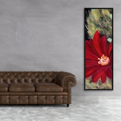 Framed 20 x 60 - Echinopsis red cactus flower