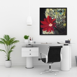 Framed 24 x 24 - Echinopsis red cactus flower