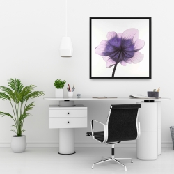 Framed 24 x 24 - Beautiful anemone purple flower