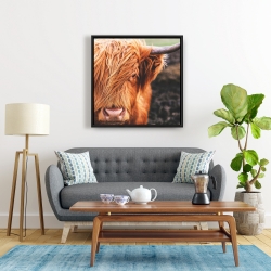 Encadré 24 x 24 - Vache highland portrait