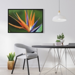 Encadré 24 x 36 - Fleur oiseau de paradis