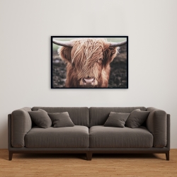 Encadré 24 x 36 - Vache highland désaturée