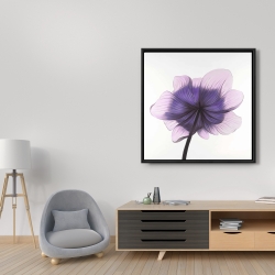 Framed 36 x 36 - Beautiful anemone purple flower