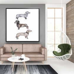Encadré 48 x 48 - Chiens teckel