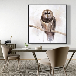 Framed 48 x 48 - Barred owl