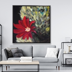 Framed 48 x 48 - Echinopsis red cactus flower