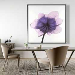 Framed 48 x 48 - Beautiful anemone purple flower