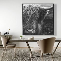 Framed 48 x 48 - Monochrome portrait highland cow