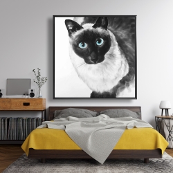 Framed 48 x 48 - Blue eyes siamese cat