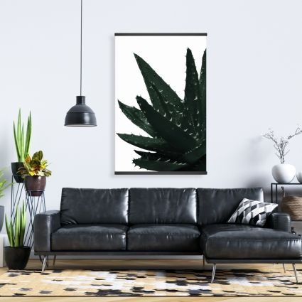 Aloe plant