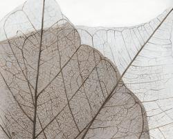 Translucent dried leaves