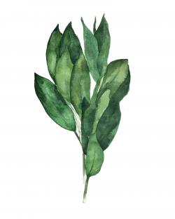 Bouquet de feuilles de laurier