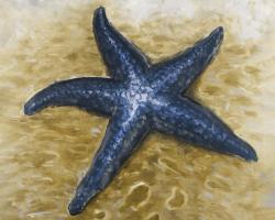 Belle étoile de mer