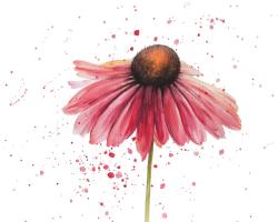 Pink daisy