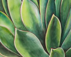 Plante d'agave à l'aquarelle