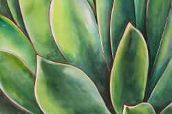 Plante d'agave à l'aquarelle