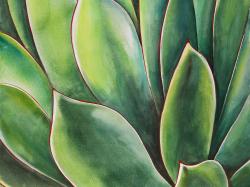 Plante d'agave à l'aquarelle