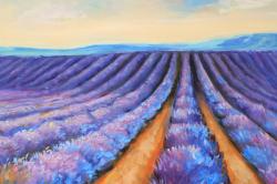 Lavender fields