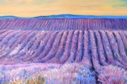 Landscape of a field of lavender
