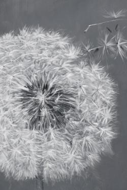 Blowing dandelion