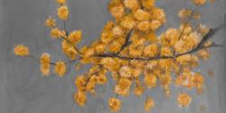 Golden wattle plant with pugg ball flowers