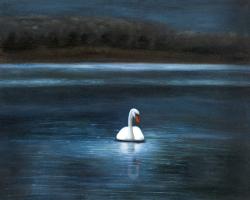 Magnifique cygne